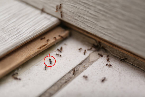 Best Rodent Control Near Me  in Yacolt, WA
