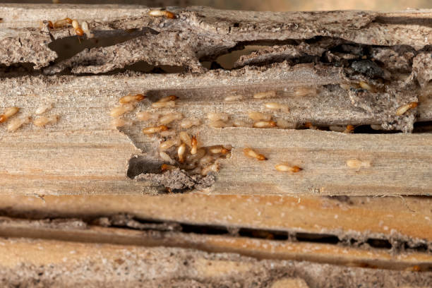 Professional Pest Control in Yacolt, WA